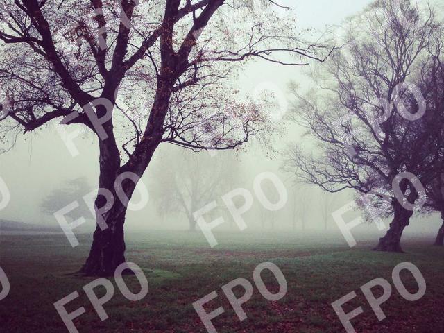 Mollis Ornare Curabitur