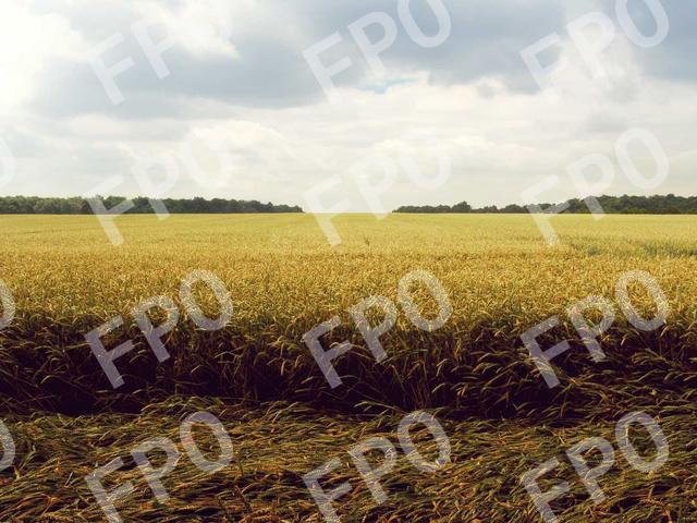 Tempor Torquent Dui Sem Habitant